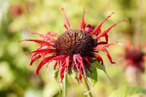 monarda hybr. 'squaw' P9 - afbeelding 2