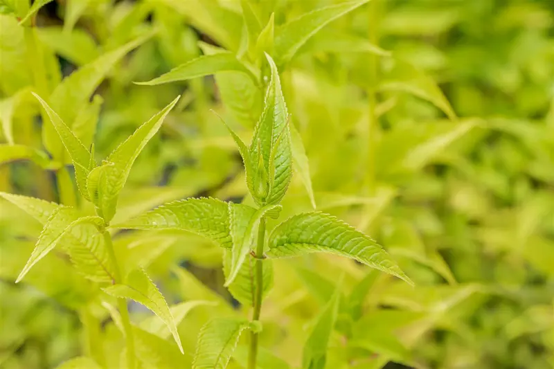 monarda hybr. 'squaw' P9 - afbeelding 3