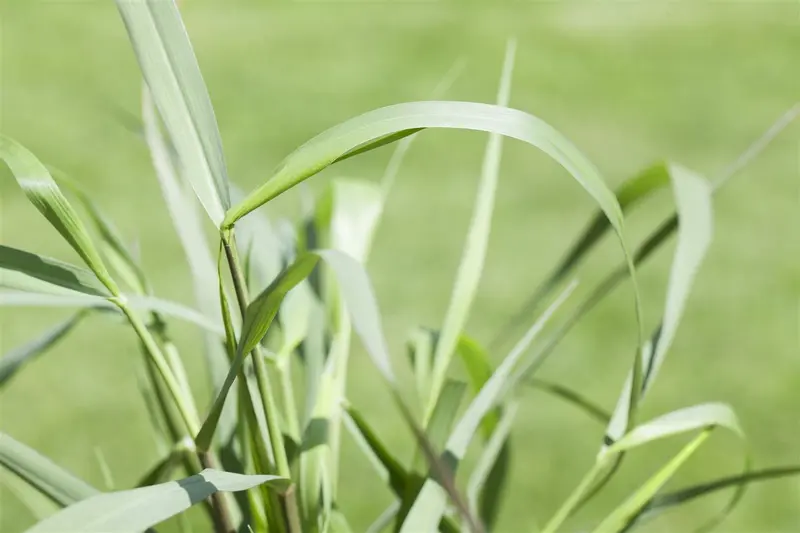 panicum virg. 'squaw' P9 - afbeelding 5