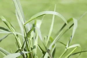 panicum virg. 'squaw' P9 - afbeelding 5