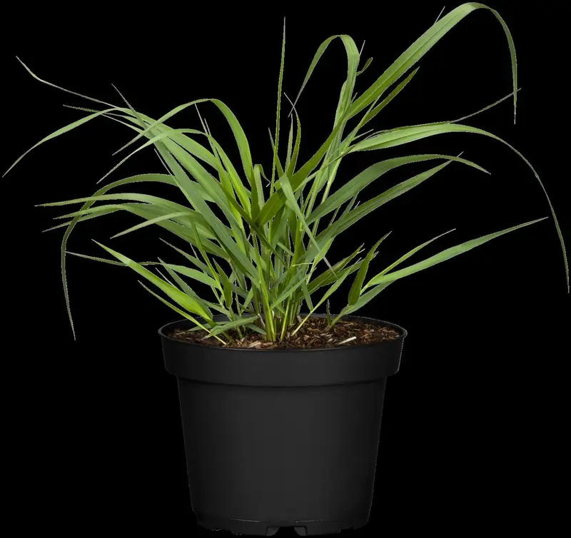 panicum virg. 'squaw' P9 - afbeelding 4