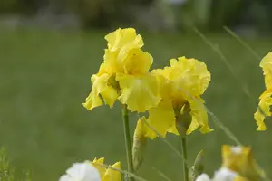 iris (germ.) 'st. crispin' p9