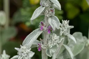 stachys byzantina P10.5 - afbeelding 1