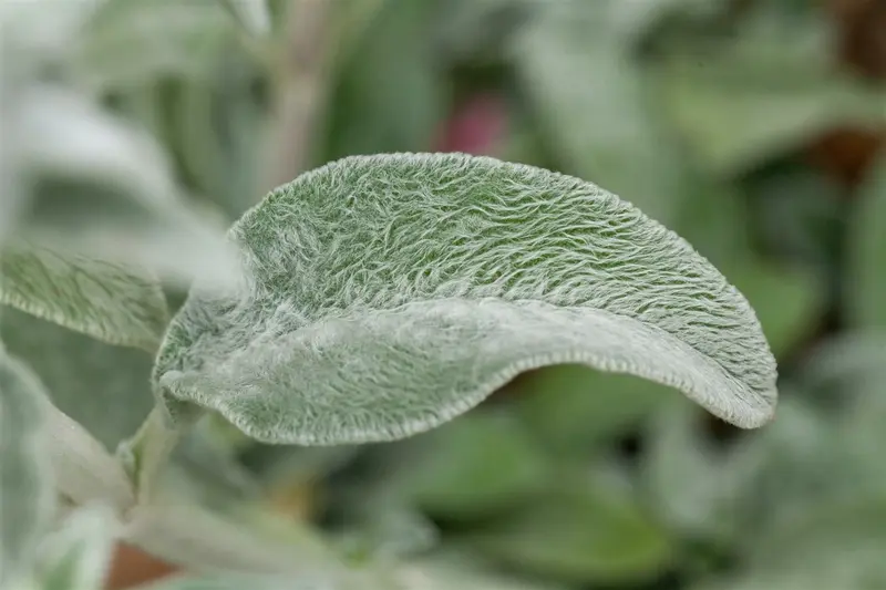 stachys byzantina P10.5 - afbeelding 2