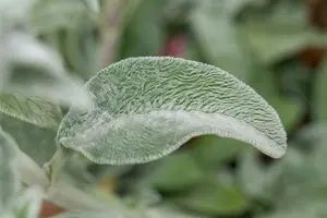 stachys byzantina P10.5 - afbeelding 2