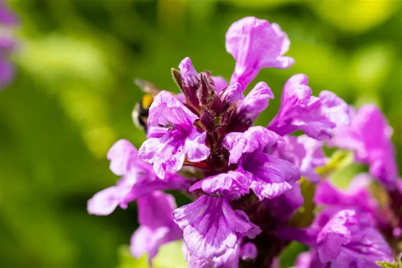 Stachys grandiflora 'Superba' P9