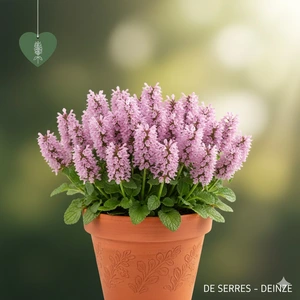 Stachys monnieri 'Rosea' P9