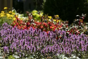officinalis - afbeelding 2