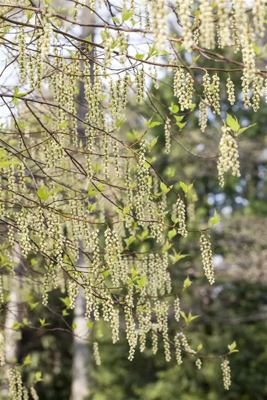 Stachyurus praecox (japonicus) 150-175 C45 - afbeelding 4
