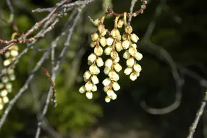 Stachyurus praecox (japonicus) 150-175 C45 - afbeelding 5