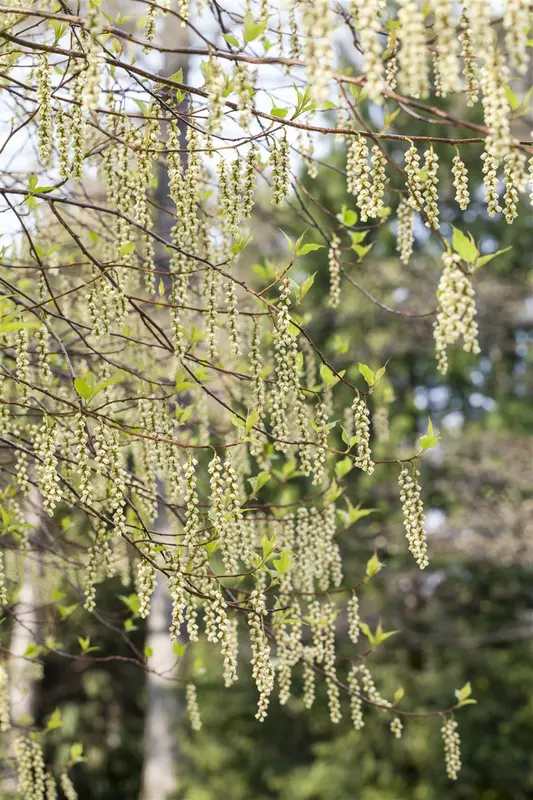 stachyurus praecox (japonicus) (80-100 cm) - afbeelding 4