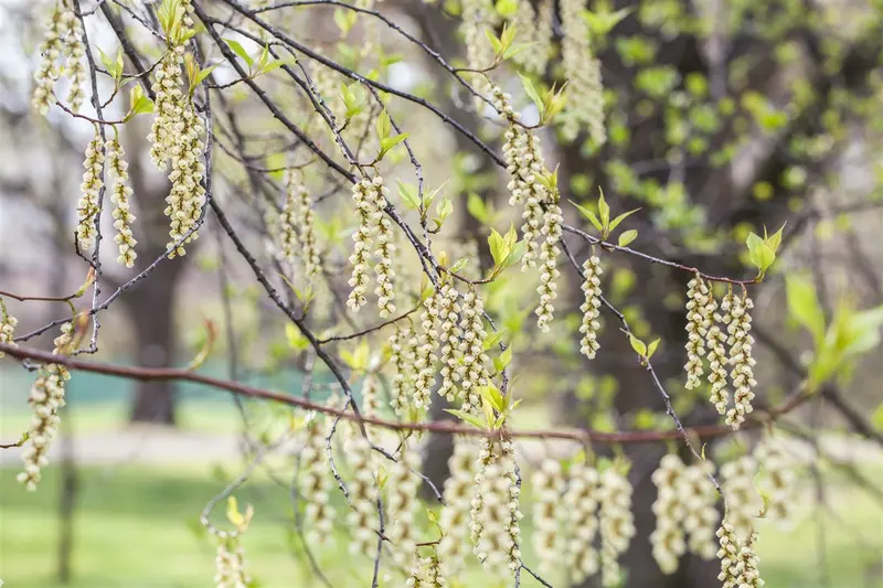 stachyurus praecox (japonicus) (80-100 cm) - afbeelding 1