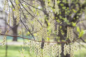 stachyurus praecox (japonicus) (80-100 cm) - afbeelding 5