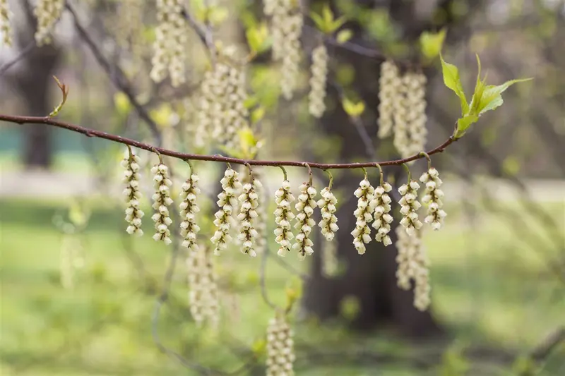 stachyurus praecox (japonicus) (80-100 cm) - afbeelding 2
