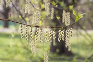 stachyurus praecox (japonicus) (80-100 cm) - afbeelding 2