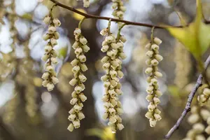 stachyurus praecox (japonicus) (80-100 cm) - afbeelding 3