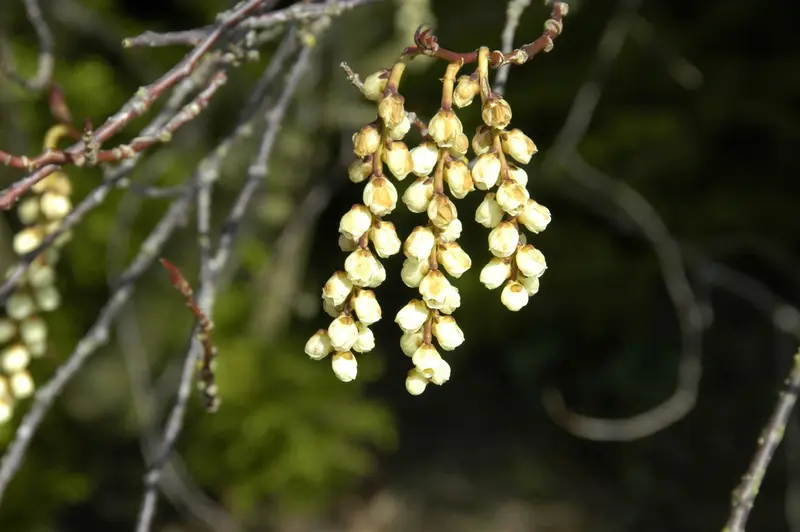 stachyurus praecox (japonicus) (80-100 cm) - afbeelding 5