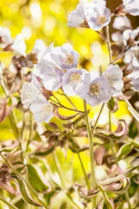 polemonium rept. 'stairway to heaven'® P9 - afbeelding 5