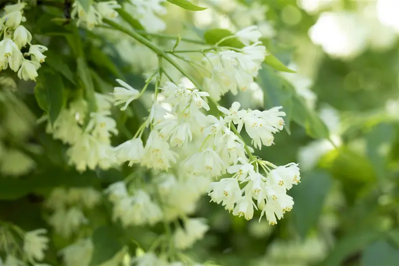 Staphylea colchica 125-150 C20 - afbeelding 4