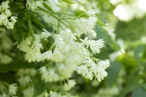 Staphylea colchica 125-150 C20 - afbeelding 4