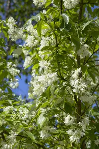 staphylea colchica (150-175 cm) - afbeelding 5