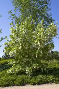 staphylea colchica (150-175 cm) - afbeelding 2