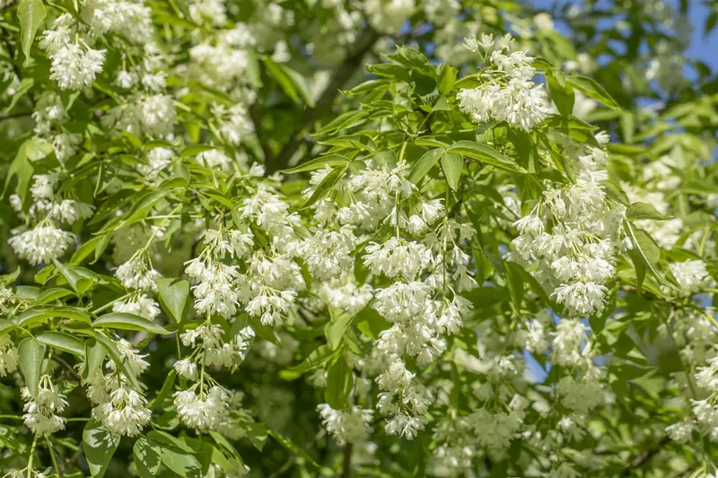 staphylea colchica (150-175 cm) - afbeelding 3
