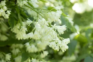 staphylea colchica (150-175 cm) - afbeelding 4
