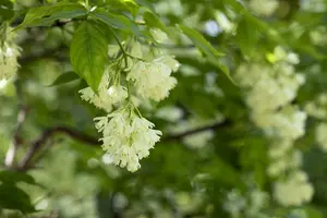 staphylea colchica (150-175 cm) - afbeelding 5