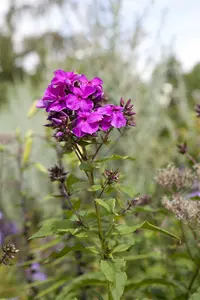 phlox (p) 'starfire' P9 - afbeelding 5