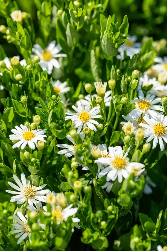 Aster ageratoides 'Starshine'® P9 - afbeelding 2