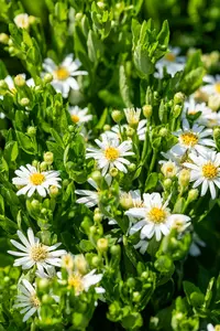 Aster ageratoides 'Starshine'® P9 - afbeelding 2
