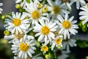 Aster ageratoides 'Starshine'® P9 - afbeelding 3