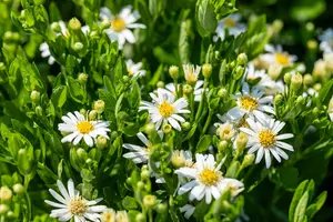 Aster ageratoides 'Starshine'® P9 - afbeelding 3