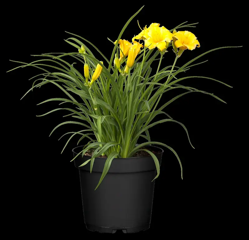 Stella de Oro - afbeelding 1