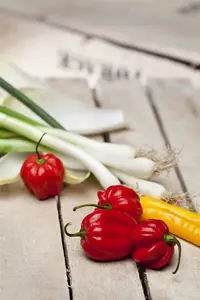 stengelajuin ishikura long white - afbeelding 3