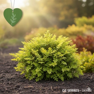 Stephanandra incisa 'Crispa'  (30- 50)