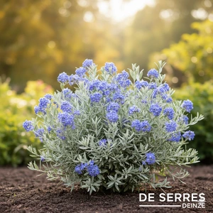 Caryopteris clandonensis 'Sterling Silver' C (30- 40)