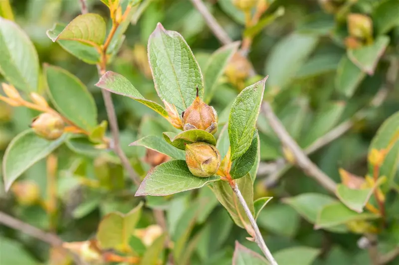 stewartia pseudocamellia (125-150 cm) - afbeelding 1