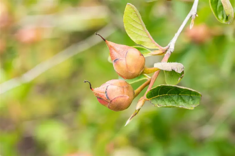 stewartia pseudocamellia (125-150 cm) - afbeelding 2