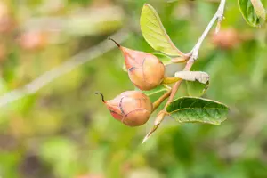 stewartia pseudocamellia (125-150 cm) - afbeelding 2