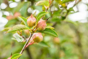 stewartia pseudocamellia (125-150 cm) - afbeelding 3