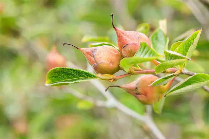 Stewartia pseudocamellia 175-200   C20 - afbeelding 4