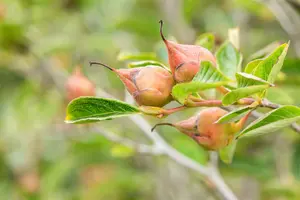 Stewartia pseudocamellia 200-250   C70 MRST - afbeelding 4