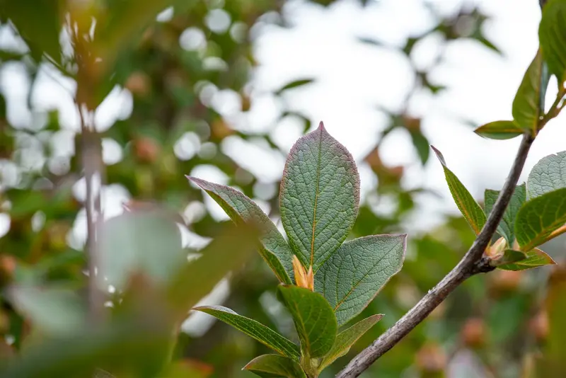 Stewartia pseudocamellia 30- 40   C - afbeelding 5