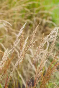 Stipa calamagrostis 'Allgäu' P9 - afbeelding 5