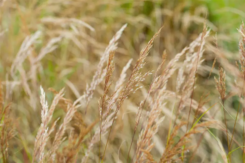 Stipa calamagrostis 'Allgäu' P9 - afbeelding 4