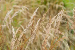 Stipa calamagrostis 'Allgäu' P9 - afbeelding 4