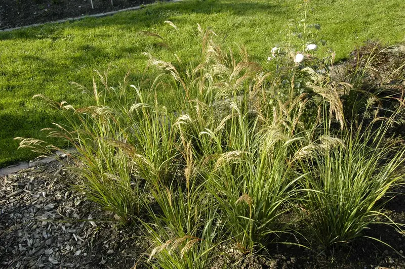 Stipa calamagrostis 'Allgäu' P9 - afbeelding 1