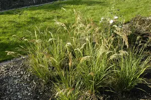 Stipa calamagrostis 'Allgäu' P9 - afbeelding 1